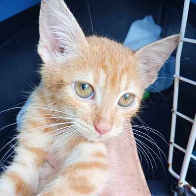 Kätzchen Honey sucht ihr eigenes Körbchen, EKH Jungtier - Katze