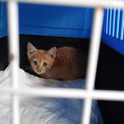 Kätzchen Honey sucht ihr eigenes Körbchen, EKH Jungtier - Katze