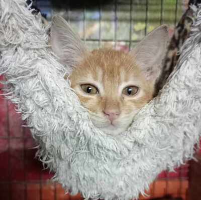 Kätzchen Honey sucht ihr eigenes Körbchen, EKH Jungtier - Katze