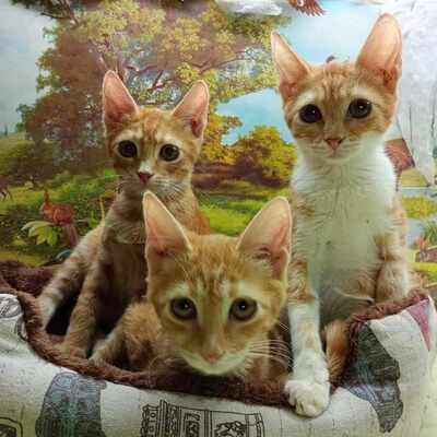 Kätzchen Honey wünscht sich eine Familie, EKH - Katze