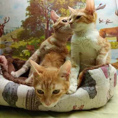 Kätzchen Honey wünscht sich eine Familie, EKH - Katze