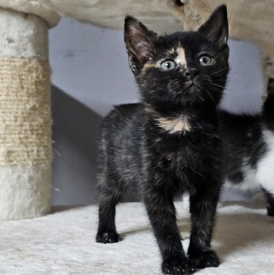 Kätzchen Ivy ist neugierig auf Dich, EKH Jungtier - Katze