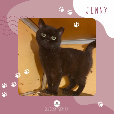 Kätzchen Jenny hält Ausschau nach Dir, EKH - Katze