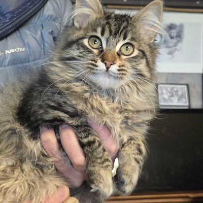 Kätzchen Jessy möchte Dein Herz erobern, EKH Jungtier - Katze