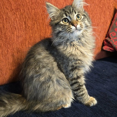 Kätzchen Jessy möchte Dein Herz erobern, EKH Jungtier - Katze