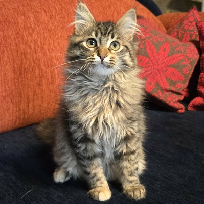 Kätzchen Jessy möchte Dein Herz erobern, EKH Jungtier - Katze