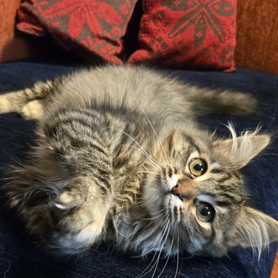 Kätzchen Jessy möchte Dein Herz erobern, EKH Jungtier - Katze