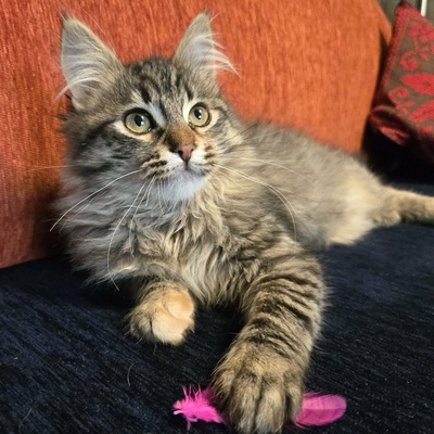 Kätzchen Jessy möchte Dein Herz erobern, EKH Jungtier - Katze