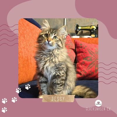 Kätzchen Jessy möchte Deine Welt erobern