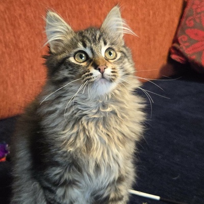 Kätzchen Jessy möchte Deine Welt erobern, EKH Jungtier - Katze