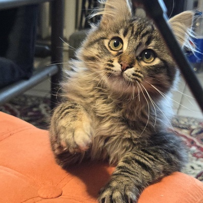 Kätzchen Jessy möchte Deine Welt erobern, EKH Jungtier - Katze