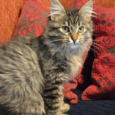 Kätzchen Jessy möchte Deine Welt erobern, EKH Jungtier - Katze