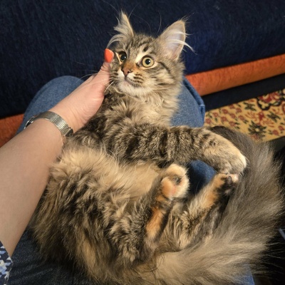 Kätzchen Jessy möchte Deine Welt erobern, EKH Jungtier - Katze