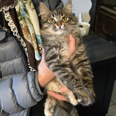 Kätzchen Jessy möchte Deine Welt erobern, EKH Jungtier - Katze