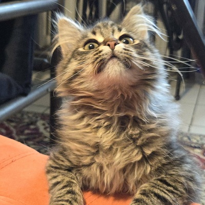 Kätzchen Jessy möchte Deine Welt erobern, EKH Jungtier - Katze