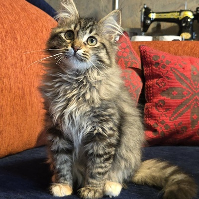 Kätzchen Jessy möchte Deine Welt erobern, EKH Jungtier - Katze