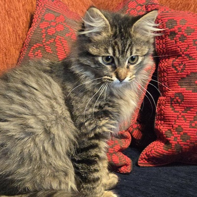 Kätzchen Jessy möchte Deine Welt erobern, EKH Jungtier - Katze