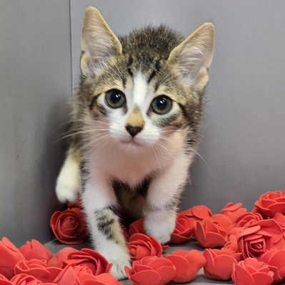 Kätzchen Josy wartet auf Post, EKH Jungtier - Katze