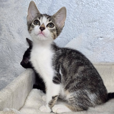 Kätzchen Josy wartet auf Post, EKH Jungtier - Katze