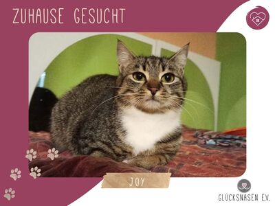 Kätzchen Joy packt gern ihr Köfferchen