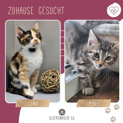 Kätzchen Juno und Mali möchten gemeinsam reisen