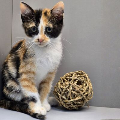 Kätzchen Juno und Mali möchten gemeinsam reisen, EKH Jungtier - Katze