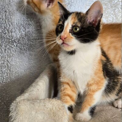 Kätzchen Juno und Mali möchten gemeinsam reisen, EKH Jungtier - Katze