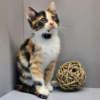 Kätzchen Juno und Mali möchten gemeinsam reisen, EKH Jungtier - Katze