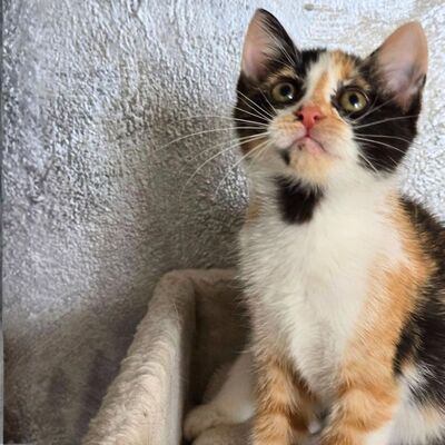 Kätzchen Juno und Mali möchten gemeinsam reisen, EKH Jungtier - Katze
