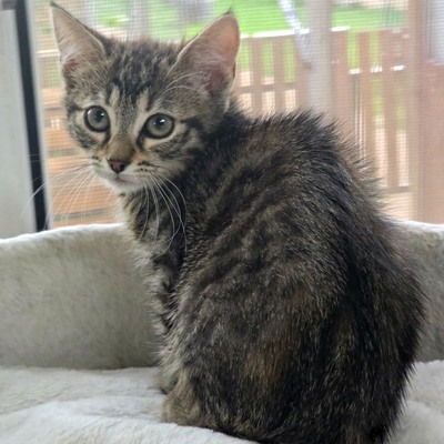 Kätzchen Juno und Mali möchten gemeinsam reisen, EKH Jungtier - Katze