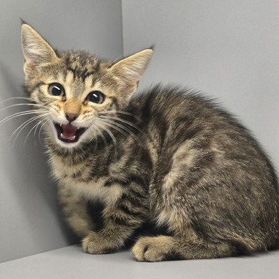 Kätzchen Juno und Mali möchten gemeinsam reisen, EKH Jungtier - Katze