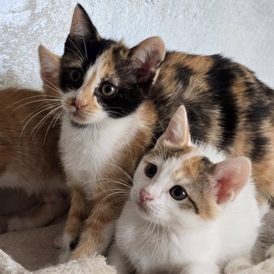 Kätzchen Juno und Mali möchten gemeinsam reisen, EKH Jungtier - Katze