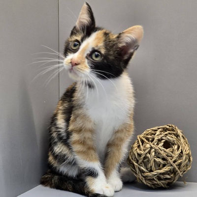 Kätzchen Juno und Mali möchten gemeinsam reisen, EKH Jungtier - Katze