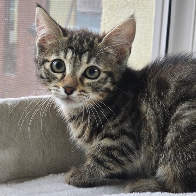 Kätzchen Juno und Mali möchten gemeinsam reisen, EKH Jungtier - Katze