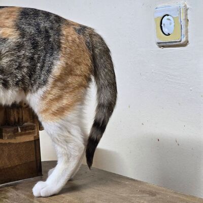 Kätzchen Kia möchte Deine Welt erobern, EKH - Katze