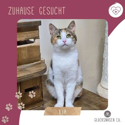 Kätzchen Kia wartet auf ihr Körbchen
