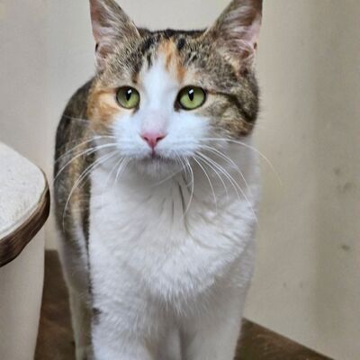 Kätzchen Kia wartet auf ihr Körbchen, EKH Jungtier - Katze