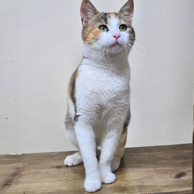 Kätzchen Kia wartet auf ihr Körbchen, EKH Jungtier - Katze