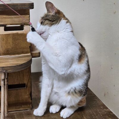 Kätzchen Kia wartet auf ihr Körbchen, EKH Jungtier - Katze