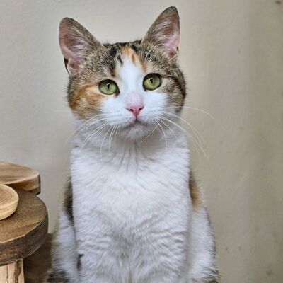 Kätzchen Kia wartet auf ihr Körbchen, EKH Jungtier - Katze