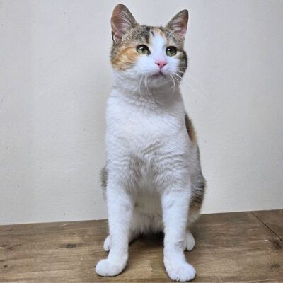 Kätzchen Kia wartet auf ihr Körbchen, EKH Jungtier - Katze