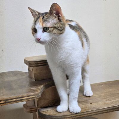 Kätzchen Kia wartet auf ihr Körbchen, EKH Jungtier - Katze