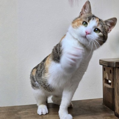 Kätzchen Kia wartet auf ihr Körbchen, EKH Jungtier - Katze