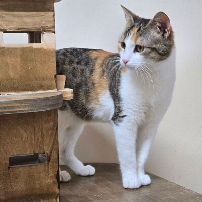 Kätzchen Kia wartet auf ihr Körbchen, EKH Jungtier - Katze