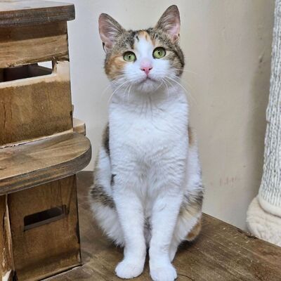 Kätzchen Kia wartet auf ihr Körbchen, EKH Jungtier - Katze