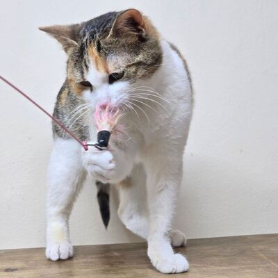 Kätzchen Kia wartet auf ihr Körbchen, EKH Jungtier - Katze