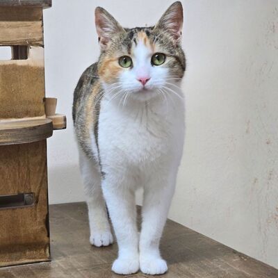 Kätzchen Kia wartet auf ihr Körbchen, EKH Jungtier - Katze