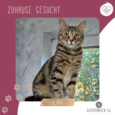 Kätzchen Kira sucht ihr gemütliches Körbchen, EKH Jungtier - Katze