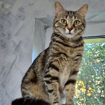Kätzchen Kira sucht ihr gemütliches Körbchen, EKH Jungtier - Katze