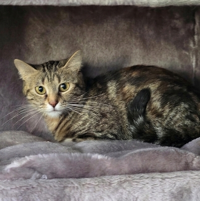 Kätzchen Kira sucht ihr gemütliches Körbchen, EKH Jungtier - Katze